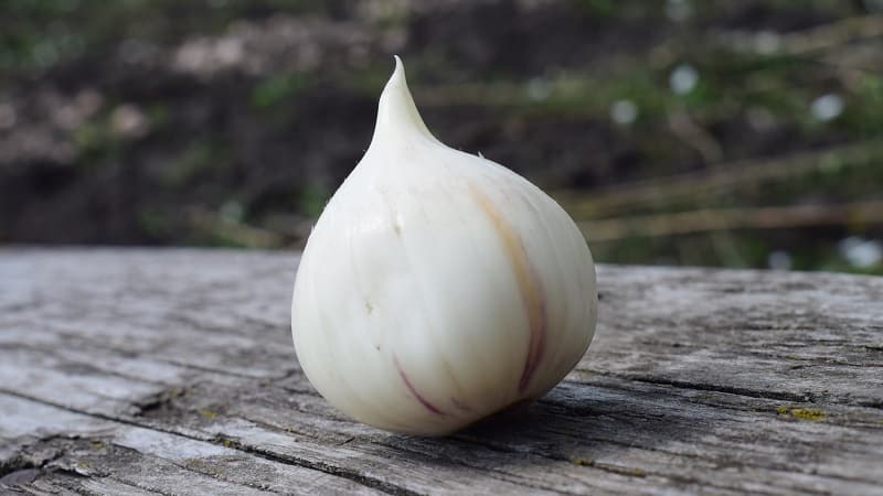 Giant garlic onion Anzur: description and characteristics