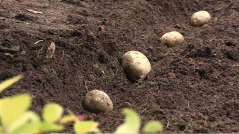 Proper planting of potatoes before winter: step-by-step instructions for beginning gardeners