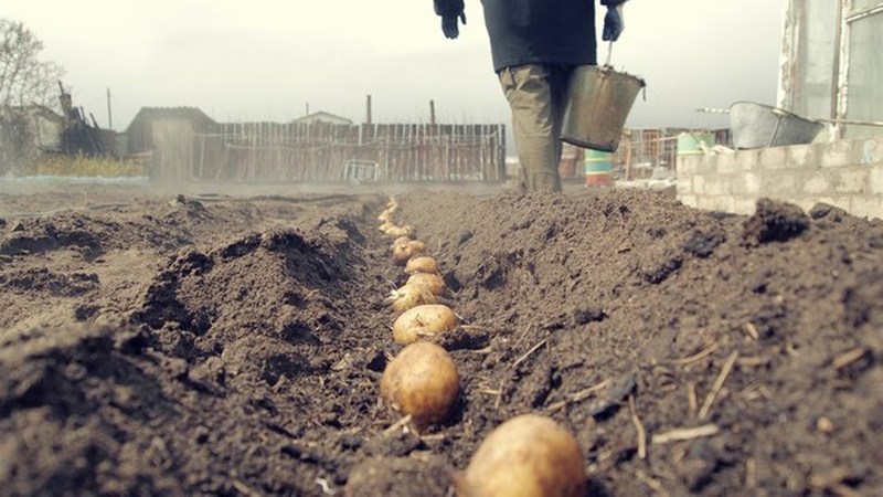 Proper planting of potatoes before winter: step-by-step instructions for beginning gardeners