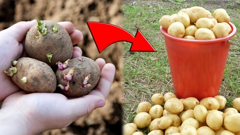 Proper planting of potatoes before winter: step-by-step instructions for beginning gardeners