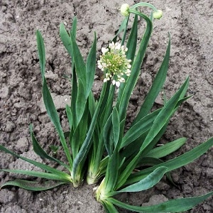 Cold-resistant type of onion Slizun