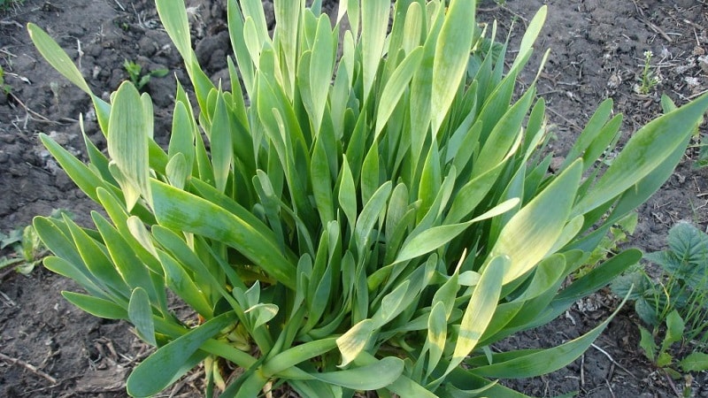 Cold-resistant type of onion Slizun