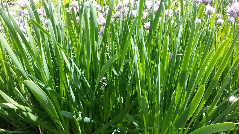 Cold-resistant type of onion Slizun