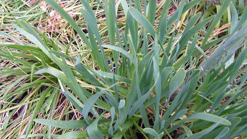 Cold-resistant type of onion Slizun