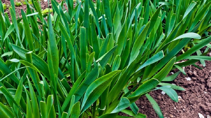Cold-resistant type of onion Slizun