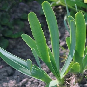 Cold-resistant type of onion Slizun
