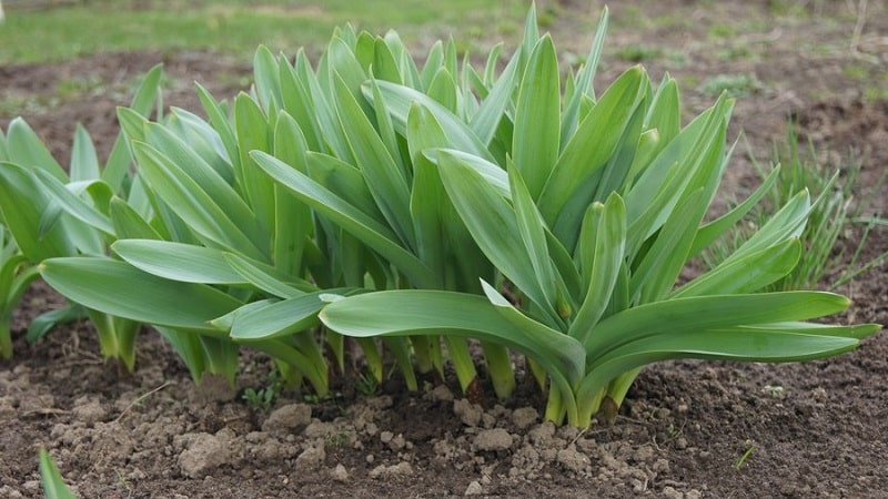 Cold-resistant type of onion Slizun