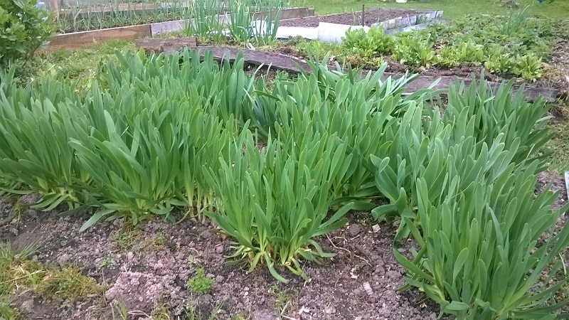 Cold-resistant type of onion Slizun