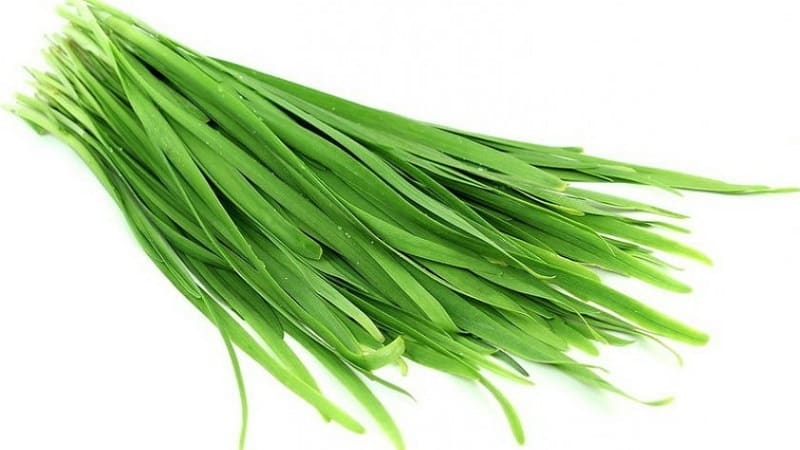 Cold-resistant type of onion Slizun