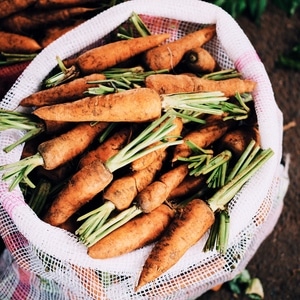 Storing carrots in winter: the best varieties with excellent keeping quality