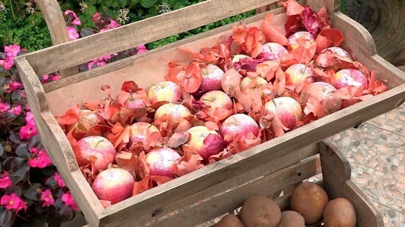How to store potatoes in the same cellar with apples and is it possible to do so?