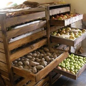 How to store potatoes in the same cellar with apples and is it possible to do so?