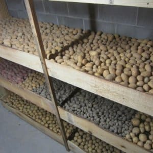 How to store potatoes in the same cellar with apples and is it possible to do so?