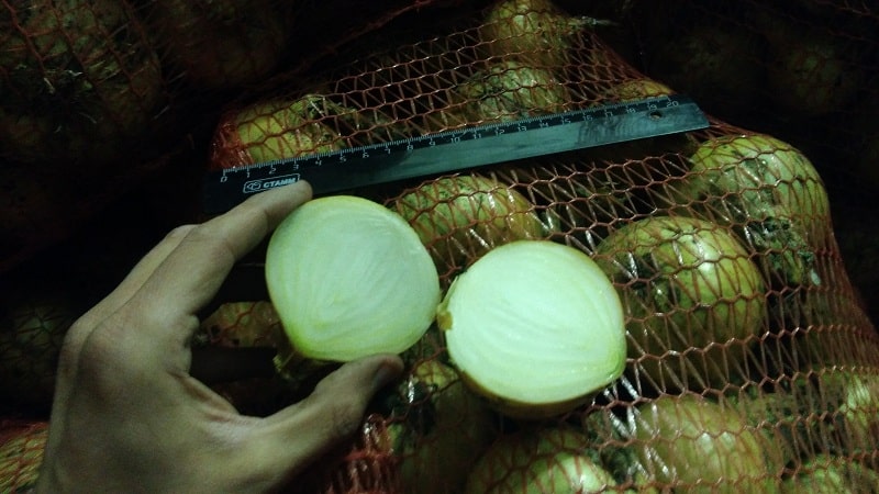 How to properly store onions in the cellar and is it possible to do so?