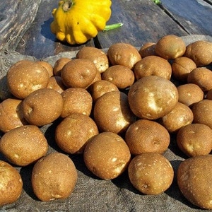 The ideal potato variety for mashed potatoes