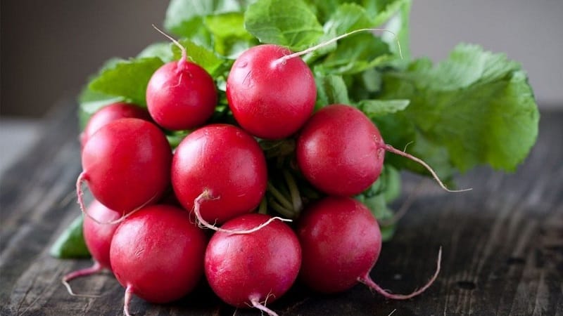 What family does radish belong to, its characteristics and description