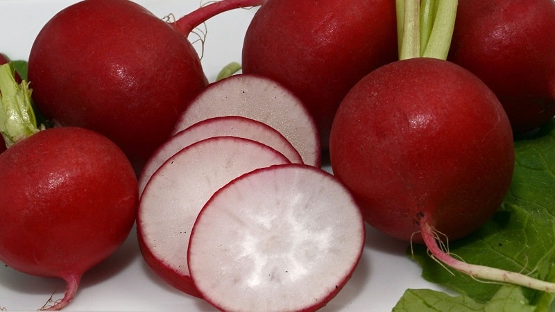 What family does radish belong to, its characteristics and description