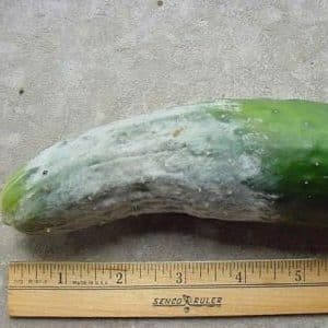 How to deal with late blight on cucumbers: treatment regimens