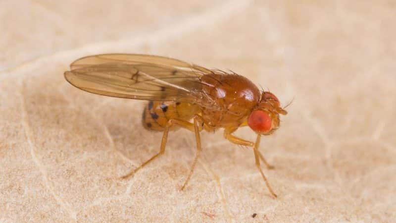 How to fight potato moth and win
