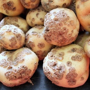 How to deal with scab on potatoes and cure the soil