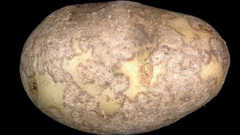 How to deal with scab on potatoes and cure the soil