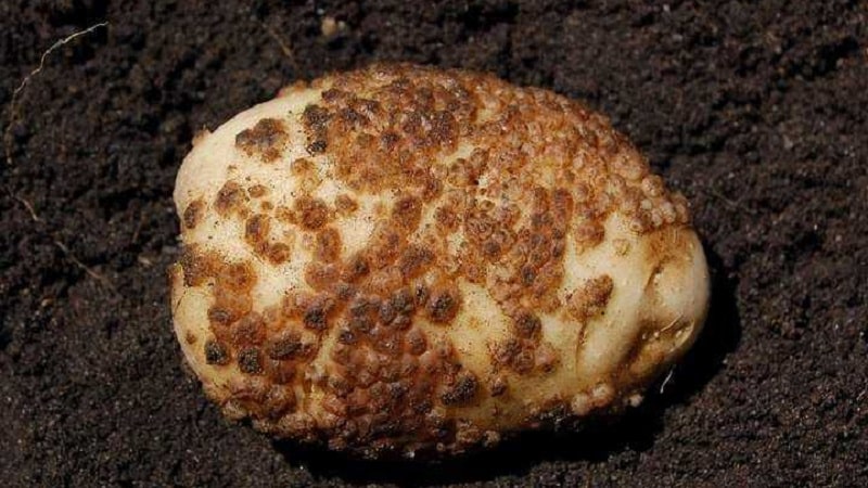 How to deal with scab on potatoes and cure the soil