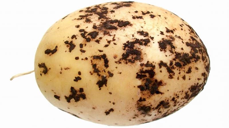 How to deal with scab on potatoes and cure the soil