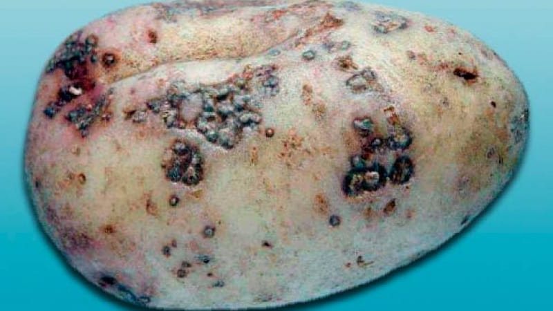 How to deal with scab on potatoes and cure the soil