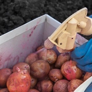 How to deal with scab on potatoes and cure the soil