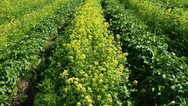 How to deal with scab on potatoes and cure the soil