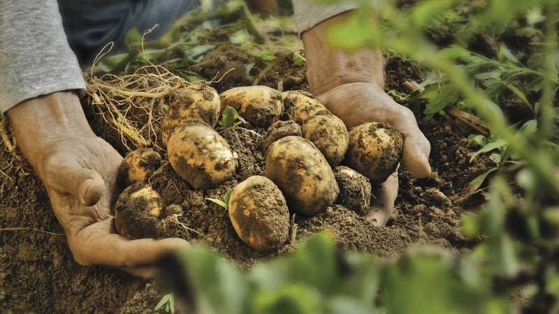 How to deal with scab on potatoes and cure the soil