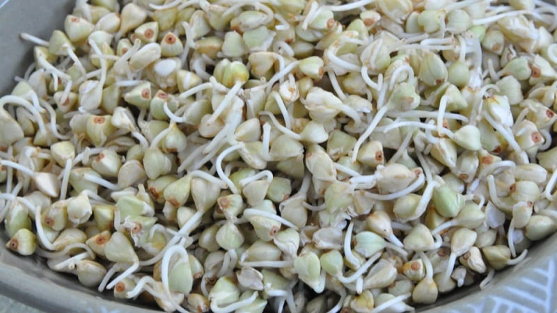 How to cook green buckwheat for weight loss: various processing methods and the best recipes