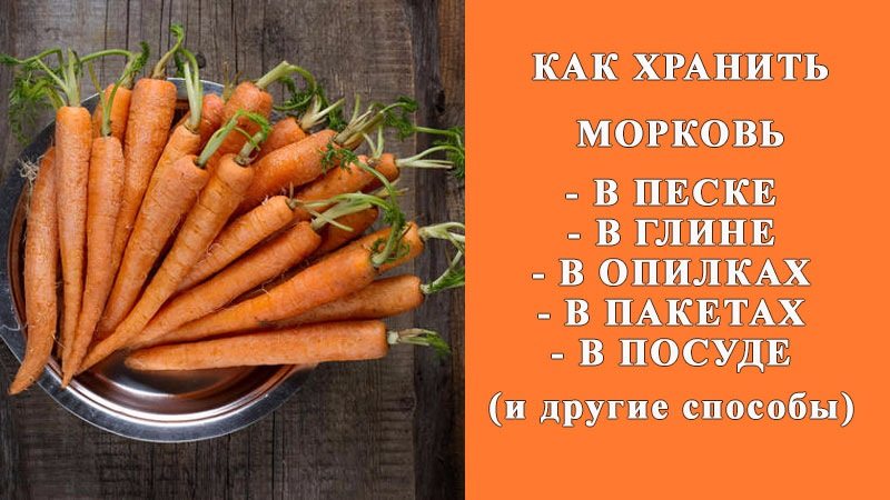 The best ways to store carrots after harvest until spring