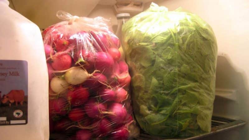 Fresh radishes all winter: how to preserve them at home