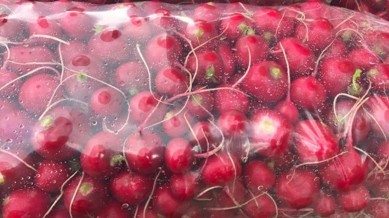 Fresh radishes all winter: how to preserve them at home