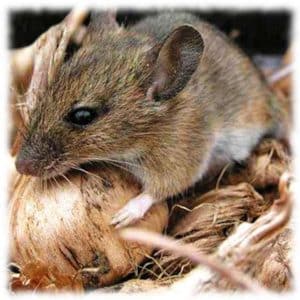 How to get rid of mice and rats that gnaw potatoes in the cellar