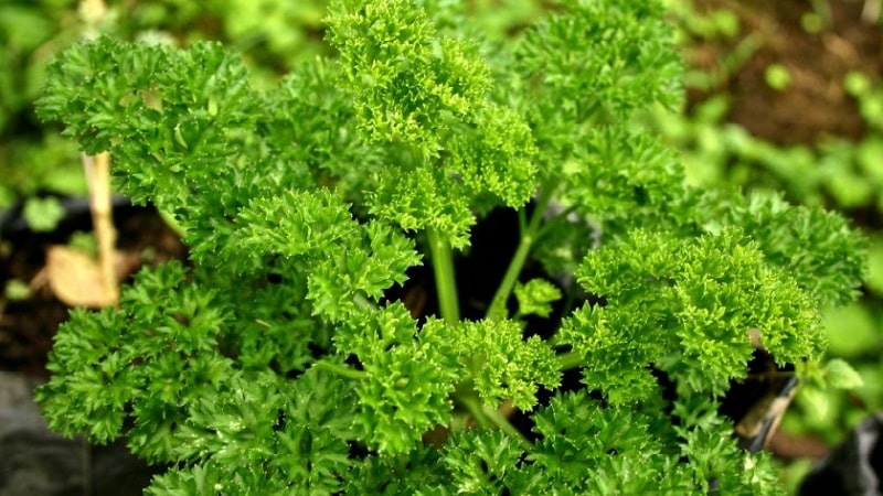 How, when and what to feed parsley for growth: tips for beginning gardeners
