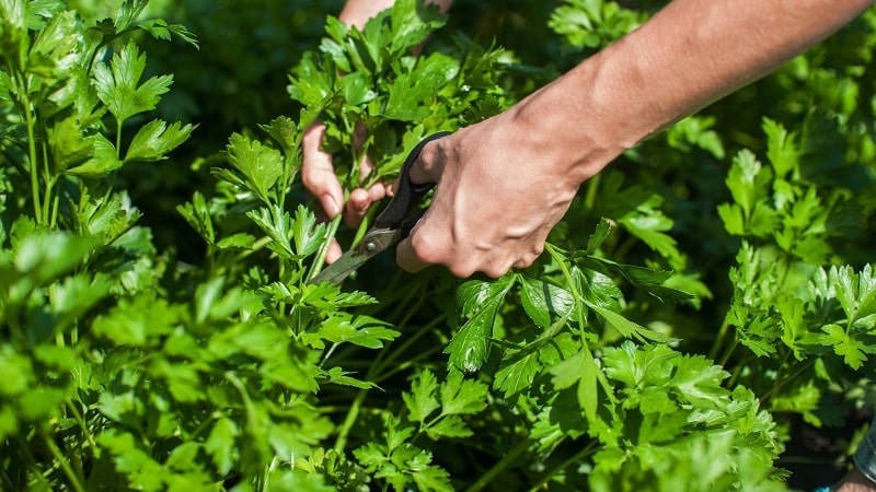 How, when and what to feed parsley for growth: tips for beginning gardeners