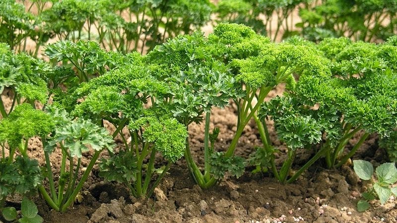 How, when and what to feed parsley for growth: tips for beginning gardeners