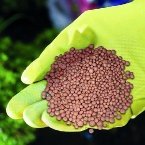Rules and schemes for planting onions in spring