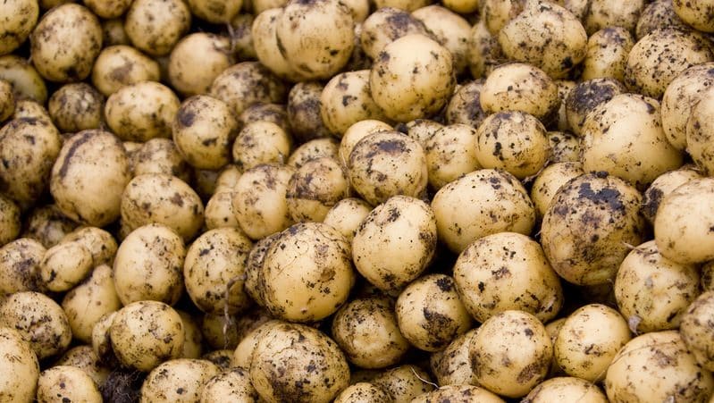 How to distinguish fodder potatoes from table varieties and what are their features