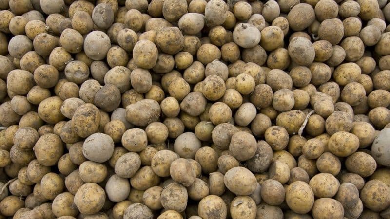 How to distinguish fodder potatoes from table varieties and what are their features