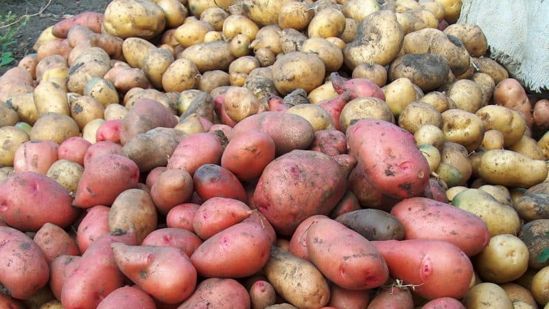 How to distinguish fodder potatoes from table varieties and what are their features
