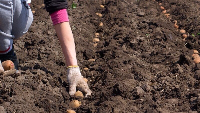 How to distinguish fodder potatoes from table varieties and what are their features