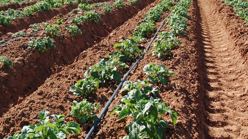 How to distinguish fodder potatoes from table varieties and what are their features