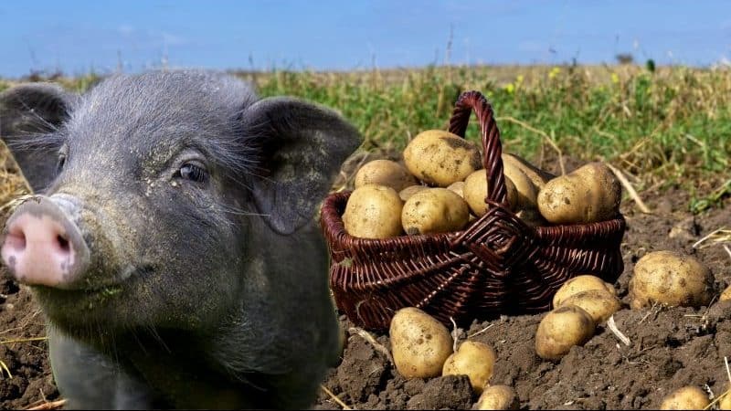 How to distinguish fodder potatoes from table varieties and what are their features