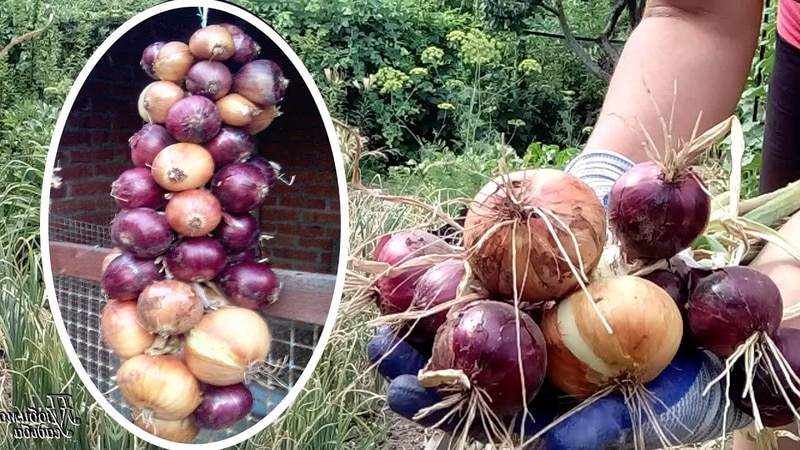 How to properly store onions: at what temperature and under what conditions