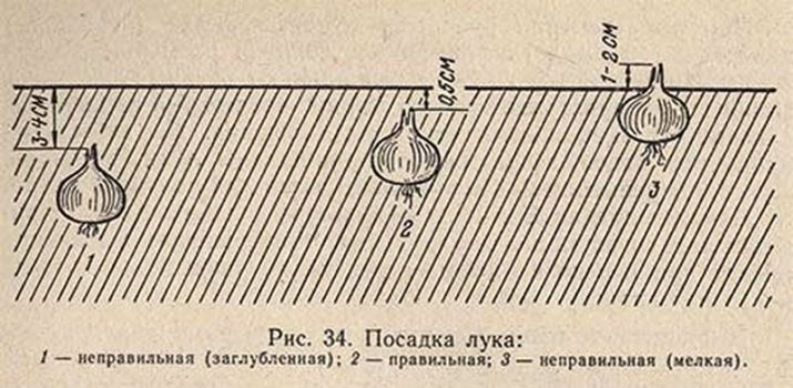 How to plant onions for the winter and at what depth?