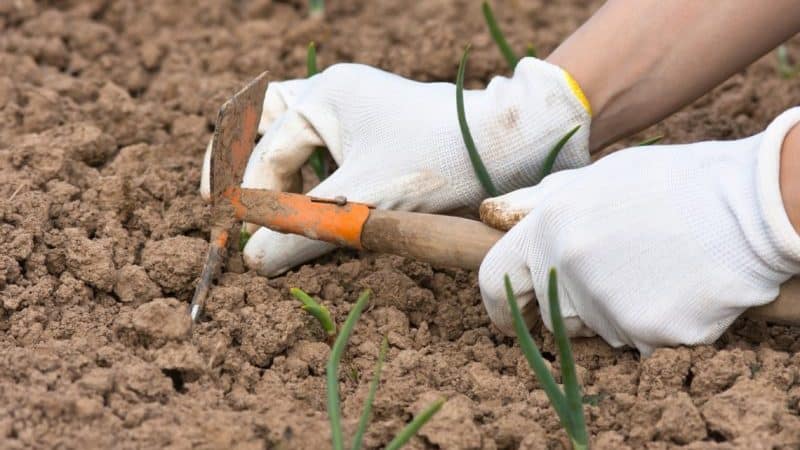 How to plant onions for the winter and at what depth?