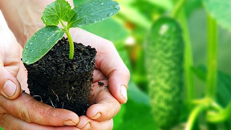How to properly plant cucumbers for seedlings, and when is the best time to do it